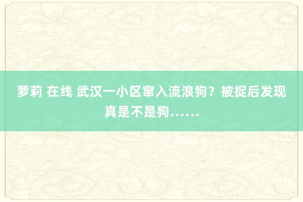 萝莉 在线 武汉一小区窜入流浪狗？被捉后发现真是不是狗……