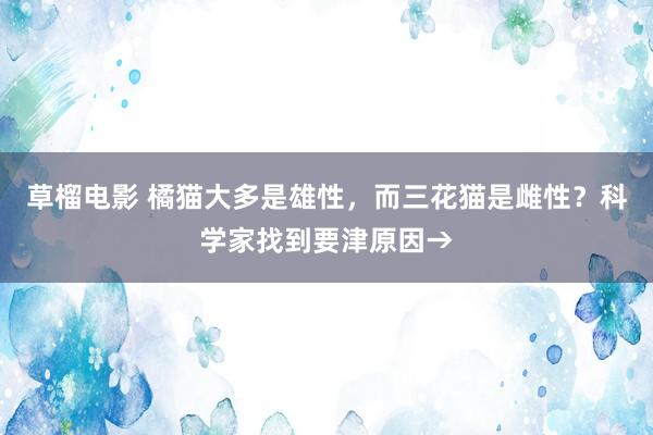 草榴电影 橘猫大多是雄性，而三花猫是雌性？科学家找到要津原因→